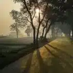 Route bordée d'arbres avec de longues ombres au lever du soleil, article sur la course à jeun le matin au Maroc
