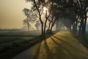 Route bordée d'arbres avec de longues ombres au lever du soleil, article sur la course à jeun le matin au Maroc