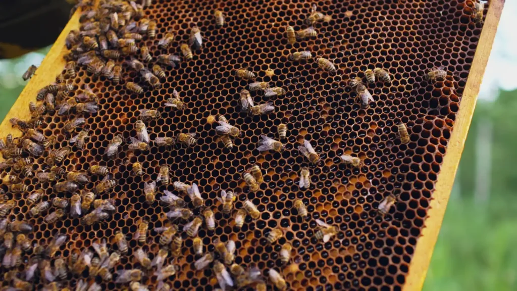Gelée royale au Maroc : composition et allergies