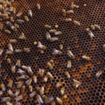 Photographie d’illustration : abeilles sur un cadre de ruche garni d’alvéoles