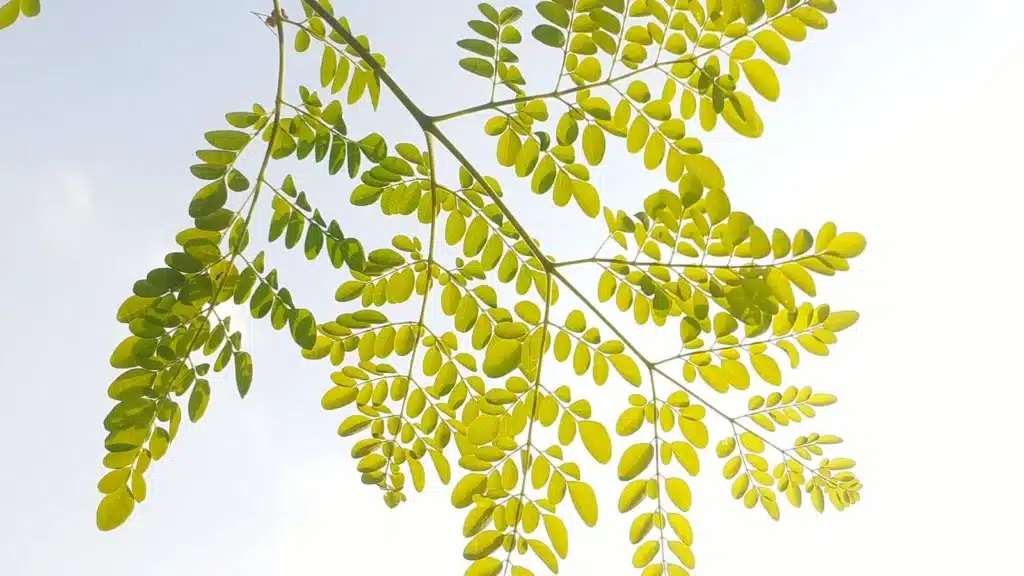 Moringa au Maroc : feuilles, preuves et précautions
