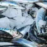 Des sardines fraiches alignees sur la glace, etal de marche aux poissons