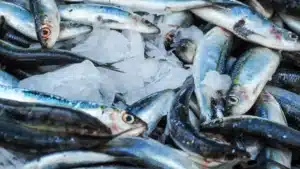 Des sardines fraiches alignees sur la glace, etal de marche aux poissons